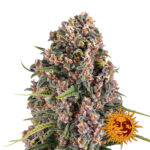 Barney's Farm Blue Cheese semi di cannabis femminizzati (confezione 3 semi)