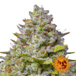 Barney's Farm Blue Gelato 41 semi di cannabis femminizzati (confezione 3 semi)