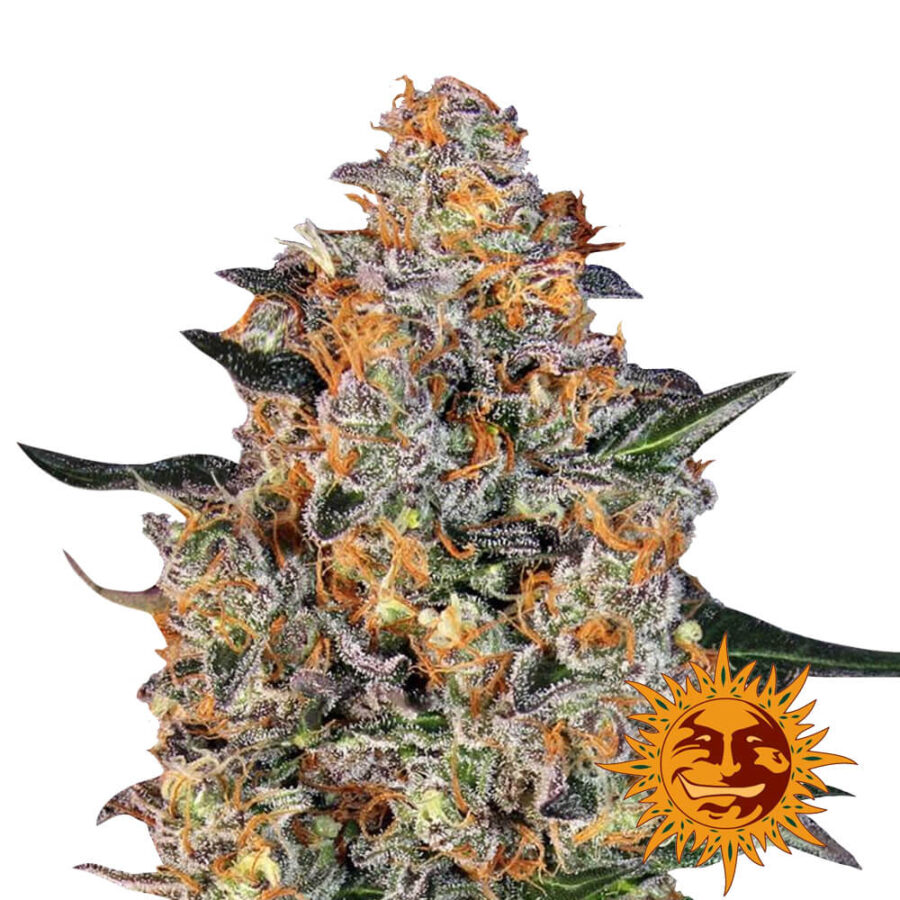 Barney's Farm Bubba Kush semi di cannabis femminizzati (confezione 3 semi)