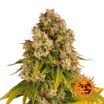 Barney's Farm Cheese Auto semi di cannabis autofiorenti (confezione 3 semi)