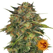 Barney's Farm Cheese semi di cannabis femminizzati (confezione 3 semi)