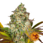 Barney's Farm Cookies Kush Auto semi di cannabis autofiorenti (confezione 5 semi)