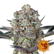 Barney's Farm Dos Si Dos 33 semi di cannabis femminizzati (confezione 3 semi)