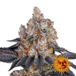 Barney's Farm Gelato semi di cannabis femminizzati (confezione 3 semi)