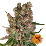 Barney's Farm GMO Auto semi di cannabis autofiorenti (confezione 3 semi)