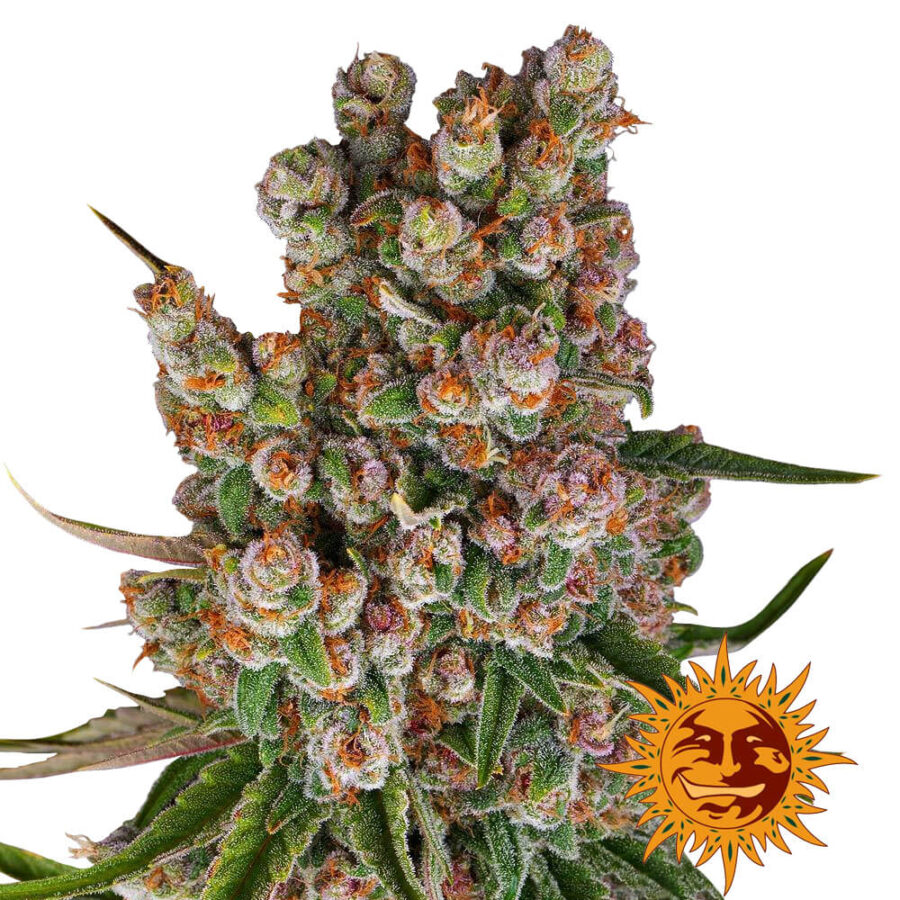 Barney's Farm GMO Auto semi di cannabis autofiorenti (confezione 5 semi)