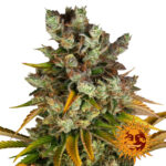 Barney's Farm GMO semi di cannabis femminizzati (confezione 3 semi)