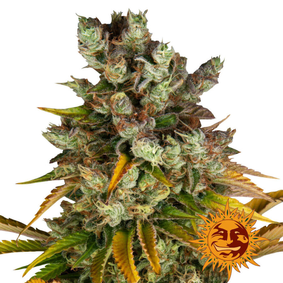 Barney's Farm GMO semi di cannabis femminizzati (confezione 5 semi)