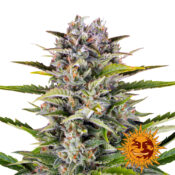 Barney's Farm Gorilla Zkittlez Auto semi di cannabis autofiorenti (confezione 3 semi)