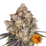 Barney's Farm Ice Cream Cake semi di cannabis femminizzati (confezione 3 semi)