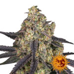 Barney's Farm Kush Mintz semi di cannabis femminizzati (confezione 3 semi)