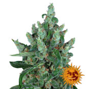 Barney's Farm Laughing Buddha semi di cannabis femminizzati (confezione 3 semi)