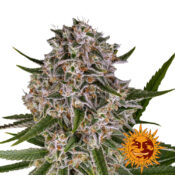 Barney's Farm Lemon Haze Auto semi di cannabis autofiorenti (confezione 3 semi)