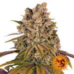 Barney's Farm Lemon Tree semi di cannabis femminizzati (confezione 3 semi)