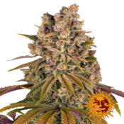 Barney's Farm Lemon Tree semi di cannabis femminizzati (confezione 3 semi)