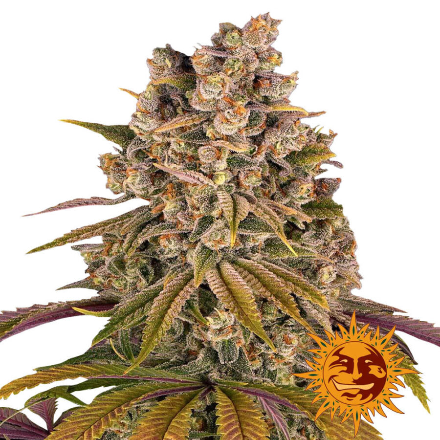 Barney's Farm Lemon Tree semi di cannabis femminizzati (confezione 3 semi)