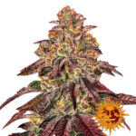 Barney's Farm Mimosa X Orange Punch Auto semi di cannabis autofiorenti (confezione 3 semi)