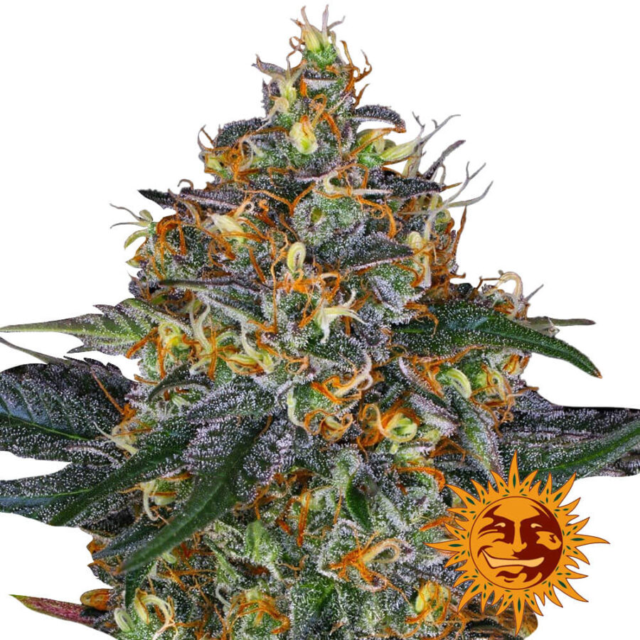 Barney's Farm Moby Dick Auto semi di cannabis autofiorenti (confezione 3 semi)