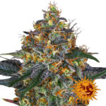 Barney's Farm Moby Dick Auto semi di cannabis autofiorenti (confezione 5 semi)