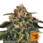 Barney's Farm Moby Dick semi di cannabis femminizzati (confezione 3 semi)