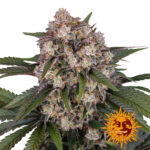 Barney's Farm OG Kush Auto semi di cannabis autofiorenti (confezione 3 semi)