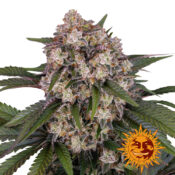 Barney's Farm OG Kush Auto semi di cannabis autofiorenti (confezione 5 semi)