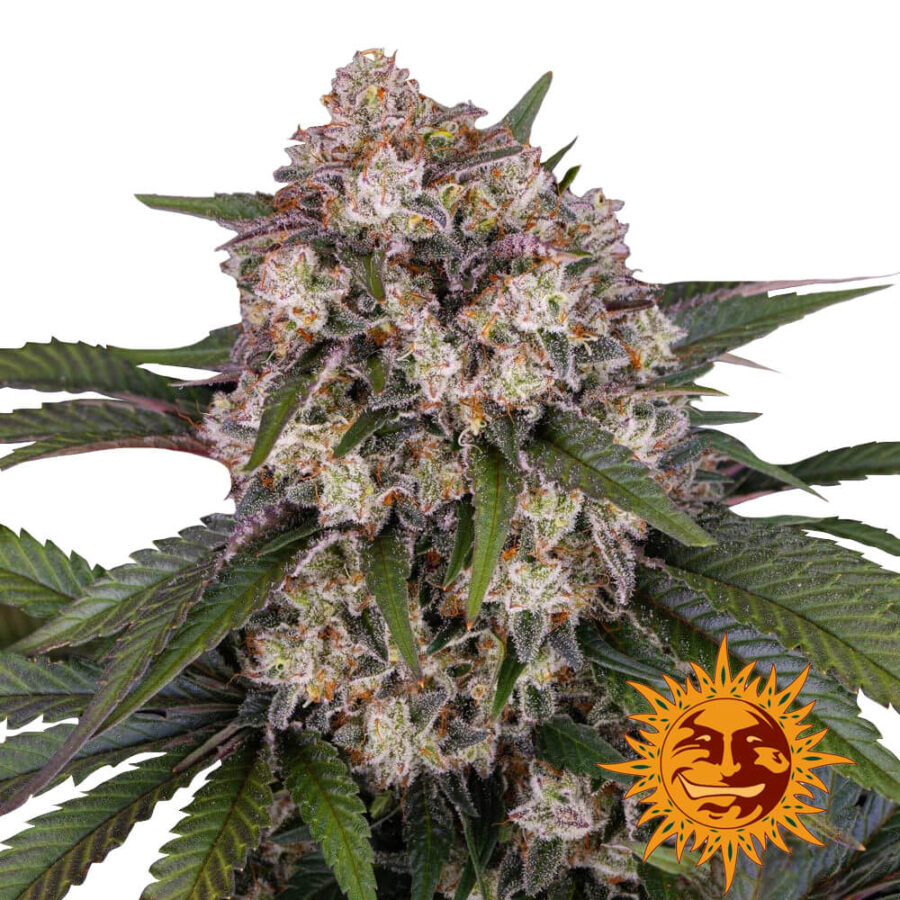 Barney's Farm OG Kush Auto semi di cannabis autofiorenti (confezione 5 semi)