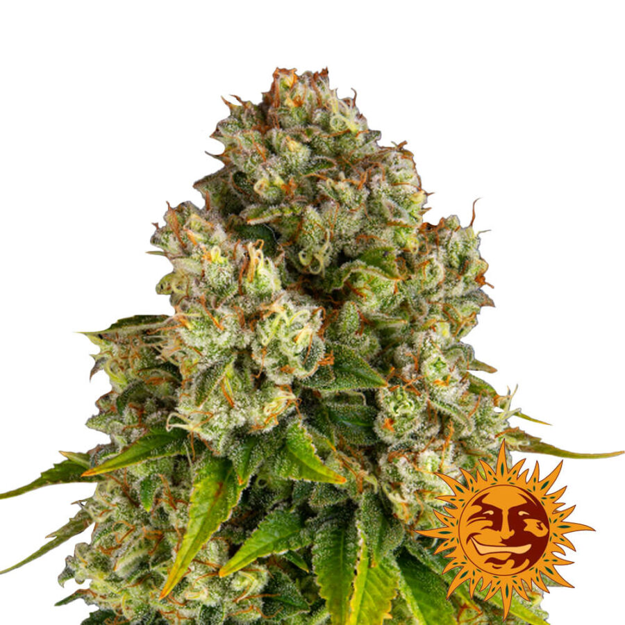 Barney's Farm Purple Punch x Lemon Drizzle semi di cannabis femminizzati (confezione 3 semi)