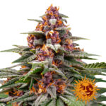 Barney's Farm Runtz Auto semi di cannabis autofiorenti (confezione 5 semi)