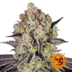 Barney's Farm Runtz semi di cannabis femminizzati (confezione 3 semi)