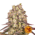 Barney's Farm Runtz Muffin semi di cannabis femminizzati (confezione 5 semi)