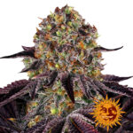 Barney's Farm Runtz x Layer Cake semi di cannabis femminizzati (confezione 5 semi)