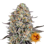 Barney's Farm Sour Strawberry semi di cannabis femminizzati (confezione 3 semi)