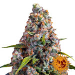 Barney's Farm Strawberry Cheesecake Auto semi di cannabis autofiorenti (confezione 5 semi)