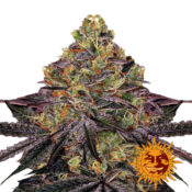 Barney's Farm Watermelon Zkittlez semi di cannabis femminizzati (confezione 3 semi)