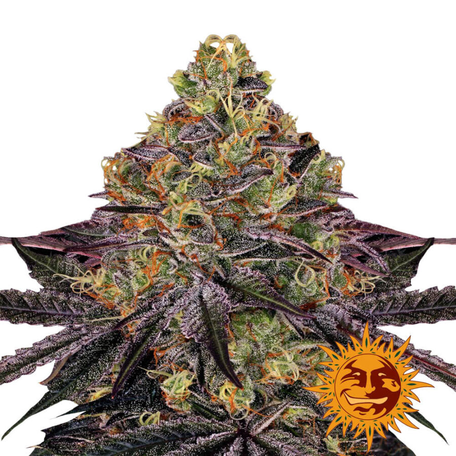 Barney's Farm Watermelon Zkittlez semi di cannabis femminizzati (confezione 5 semi)