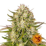 Barney's Farm Wedding Cake Auto semi di cannabis autofiorenti (confezione 3 semi)