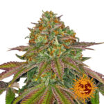 Barney's Farm Wedding Cake semi di cannabis femminizzati (confezione 3 semi)