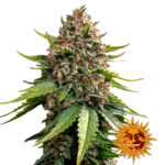 Barney's Farm White Widow XXL Auto semi di cannabis autofiorenti (confezione 3 semi)