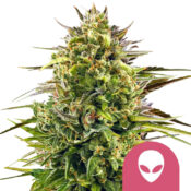 Royal Queen Seeds Alien OG semi di cannabis femminizzati (confezione 3 semi)