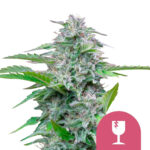 Royal Queen Seeds Critical semi di cannabis femminizzati (confezione 3 semi)