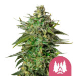 Royal Queen Seeds Larry OG semi di cannabis femminizzati (confezione 5 semi)