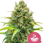 Royal Queen Seeds Lemon Skunk semi di cannabis femminizzati (confezione 5 semi)