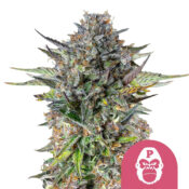 Royal Queen Seeds Pink Gorilla semi di cannabis femminizzati (confezione 3 semi)