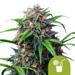 Royal Queen Seeds Purple Lemonade Auto semi di cannabis autofiorenti (confezione 5 semi)