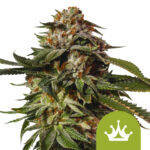 Royal Queen Seeds Special Queen 1 Auto semi di cannabis autofiorenti (confezione 3 semi)