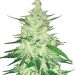 Fast Buds - CBD Automatic 20:1 (5 semi/confezione) Gful53jA 1