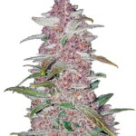 Fast Buds - Blackberry Automatic (5 semi/confezione) n2DbQJDg 1