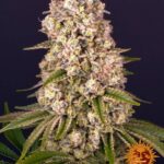 Barney's Farm Tropicanna Banana (confezione da 3 semi) tropicanna banana circle new 12 0641481