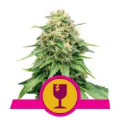 Royal Queen Seeds Critical semi di cannabis femminizzati (confezione 5 semi)